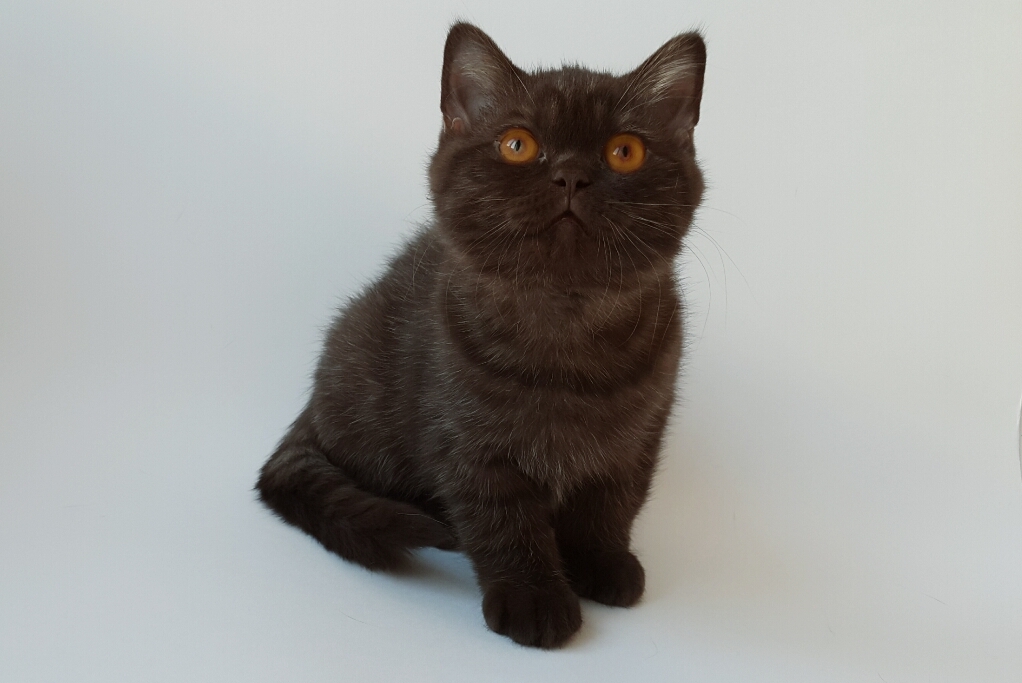 BERNIE ROYAL MOORE