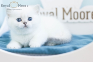 Daphne Queen RoyalMoore