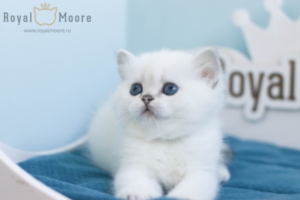 Daphne Queen RoyalMoore