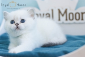 Daphne Queen RoyalMoore