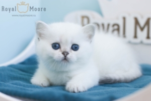 Daphne Queen RoyalMoore