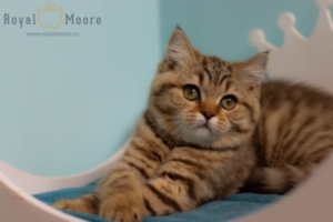 Emma Robets RoyalMoore