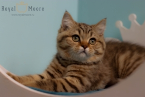 Emma Robets RoyalMoore