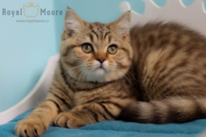 Emma Robets RoyalMoore