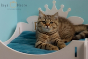 Emma Robets RoyalMoore