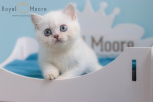 Felix Mallard RoyalMoore