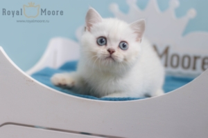 Felix Mallard RoyalMoore