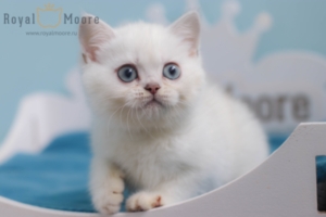 Felix Mallard RoyalMoore