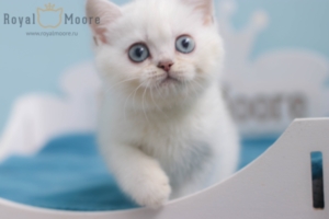 Felix Mallard RoyalMoore