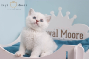 Finn Wolfhard RoaylMoore