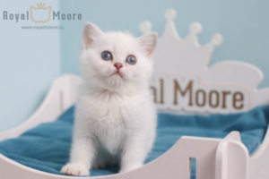 Finn Wolfhard RoaylMoore