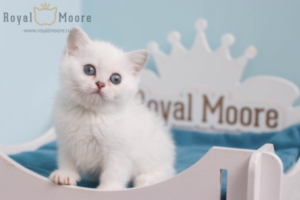 Finn Wolfhard RoaylMoore