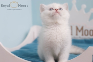 Finn Wolfhard RoaylMoore