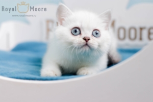 Fiona Dolman RoyalMoore