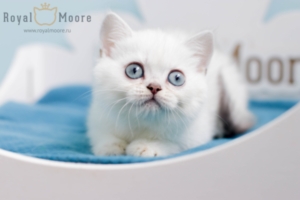 Fiona Dolman RoyalMoore