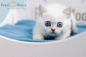 Fiona Dolman RoyalMoore