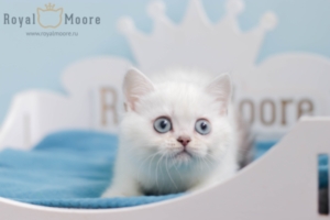 Fiona Dolman RoyalMoore