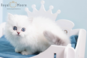 Francisco Gomez RoyalMoore