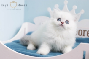 Francisco Gomez RoyalMoore