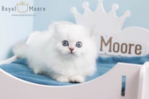 Francisco Gomez RoyalMoore