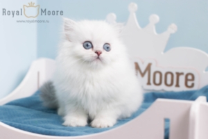 Francisco Gomez RoyalMoore