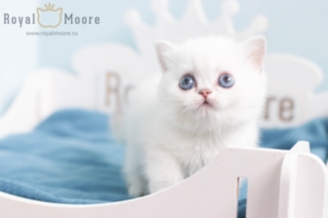 Gabriella Quevedo RoyalMoore