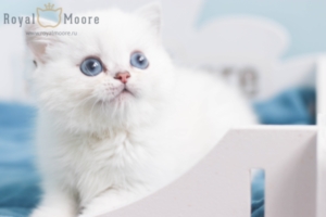 Gabriella Quevedo RoyalMoore