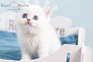 Gabriella Quevedo RoyalMoore