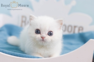 Gavin Newsom RoyalMoore