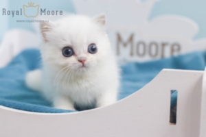 Gavin Newsom RoyalMoore