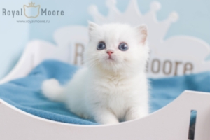 Gavin Newsom RoyalMoore