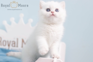 Grant Morrison RoyalMoore