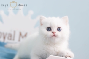 Grant Morrison RoyalMoore