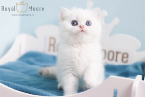 Grant Morrison RoyalMoore