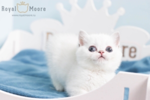 Griffin Johnson RoyalMoore