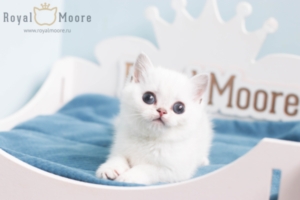 Griffin Johnson RoyalMoore