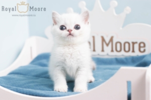 Griffin Johnson RoyalMoore