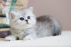 Partos Baron du vallon 02