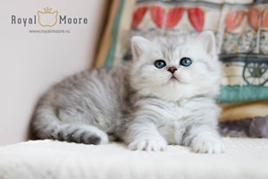 Partos Baron du vallon 03