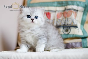 Partos Baron du vallon 04