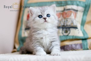 Partos Baron du vallon 05