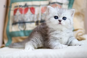 Partos Baron du vallon 06