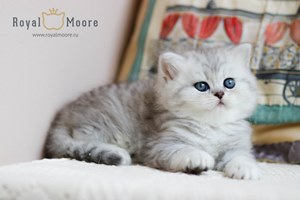 Partos Baron du vallon 07