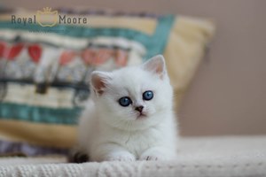 Princess Silver Angel 02