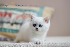 Princess Silver Angel 03