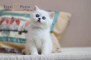 Princess Silver Angel 04