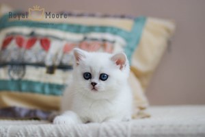 Princess Silver Angel 05