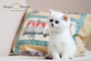 Princess Silver Angel 06