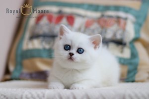 Princess Silver Angel 07