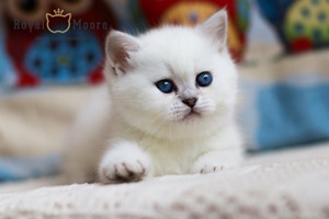 Samanta Fox Royal Moore 02